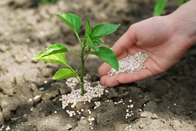 fertilizer