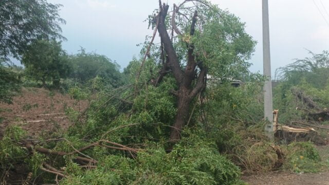 tree cutting by mseb